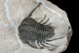 Spiny Cyphaspides Trilobite - Jorf, Morocco #179896-5